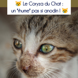 🐱 LE CORYZA...