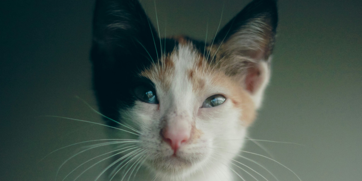 🐱 LE CORYZA...