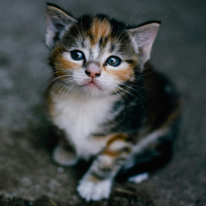 🦠 Typhus du chat