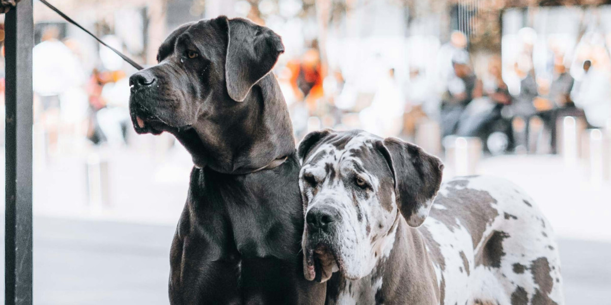 🐶 Chiens de Categorie