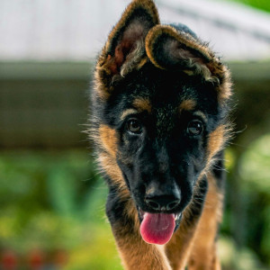 💉 Hépatite Canine