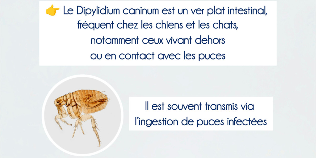 🪱 Dipylidium caninum