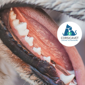 🦷 Estimation de l'âge de votre chien/chat