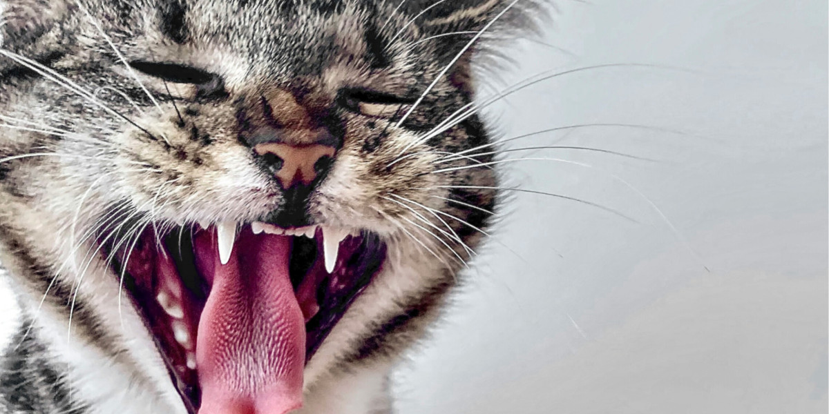 🦷 Estimation de l'âge de votre chien/chat