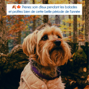 🍂🍁 Les dangers de l'automne 🍁🍂