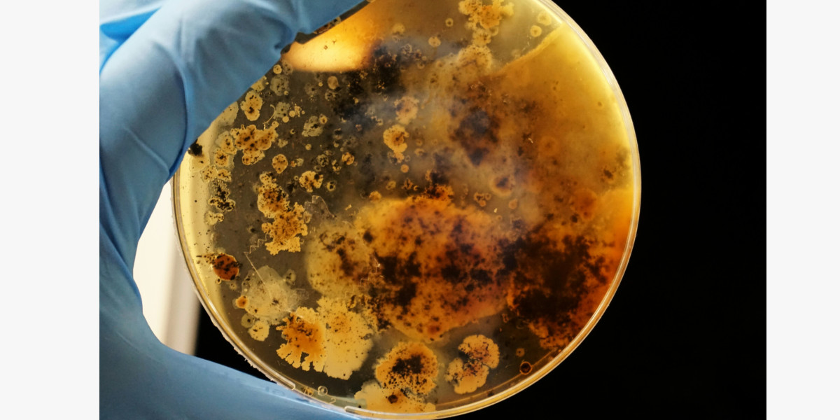 💊 Journée Européenne de l'information sur les Antibiotiques