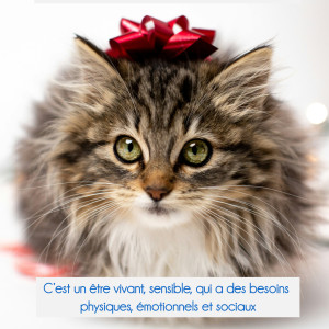 🎄🐾 10 décembre, Journée Internationale pour les droits des animaux 🎄🐾