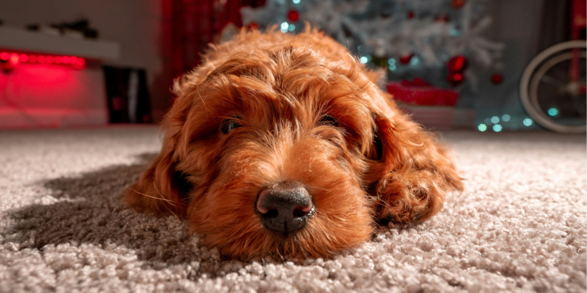 🎄🐾 10 décembre, Journée Internationale pour les droits des animaux 🎄🐾