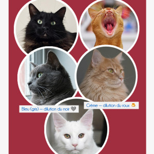 🎨 Arrivez vous à identifier la couleur de votre chat ? 🤍🧡🖤