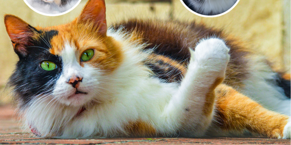 🎨 Arrivez vous à identifier la couleur de votre chat ? 🤍🧡🖤