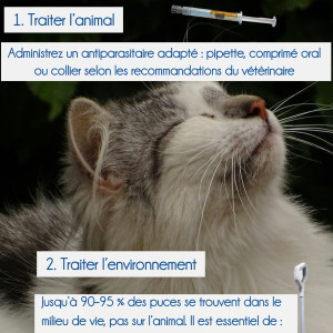 🐜 Attention aux puces en hiver ❄️❗