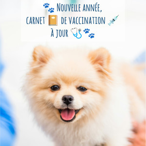 🐾 Nouvelle année, carnet📔de vaccination💉à jour 🩺🐾