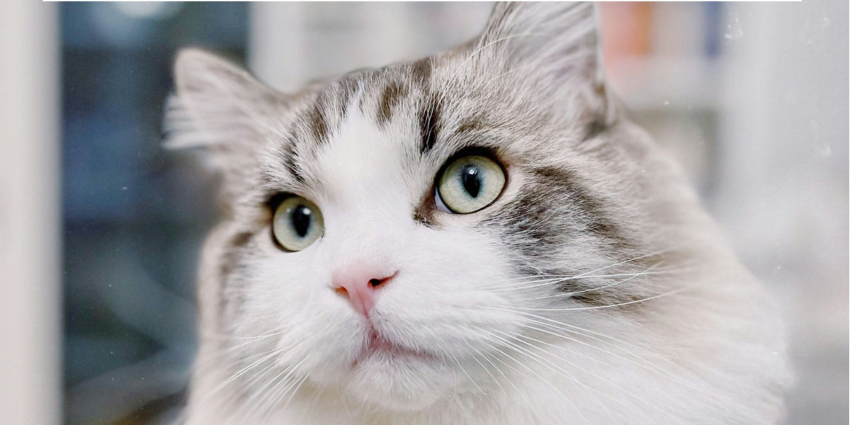 🐾 Nouvelle année, carnet📔de vaccination💉à jour 🩺🐾