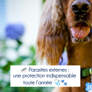 🐾 Parasites Externes 🦟