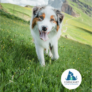 🐾 Mutation Gen MDR1 🧬