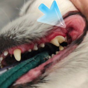🐾 La maladie parodontale chez le chien et le chat 🪥