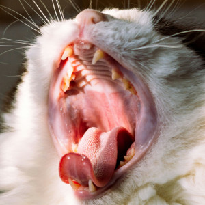 🐾 Gingivo-stomatite chronique féline🦷