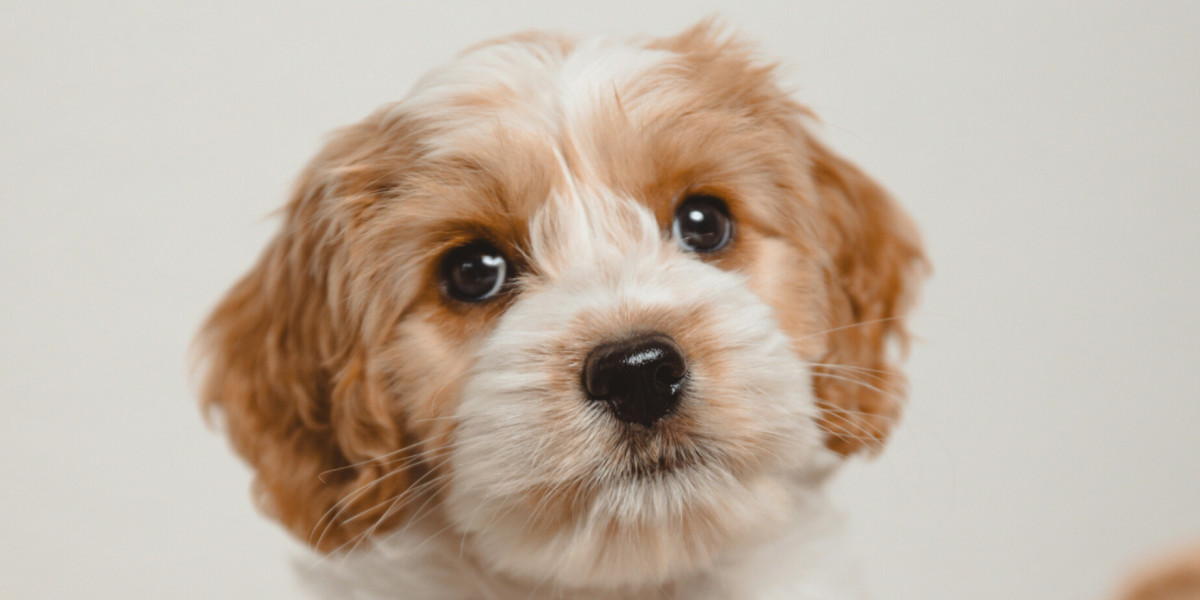 🐾 Dents de lait persistantes chez le chiot 🦷