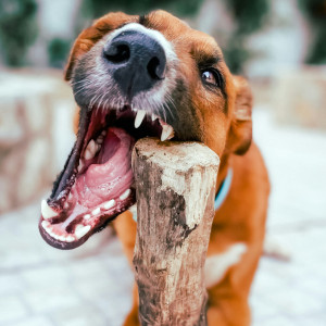 🐾 Dents cassées, quand intervenir ❓