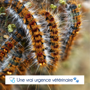 🐾 Chenilles processionnaires 🐛