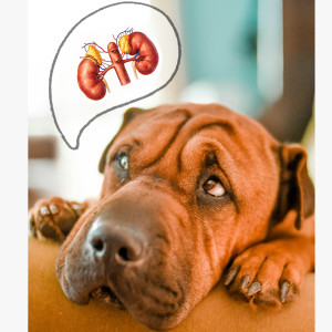🐾 La leishmaniose et la santé rénale🫘