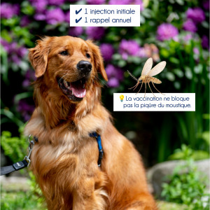 🐾 Le vaccin contre la leishmaniose 🦟