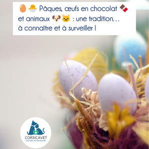 🐾 Pâques, œufs 🐣 et chocolat 🍫 et animaux 🐶🐈‍⬛❗
