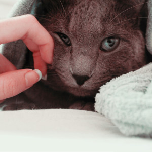 🐾 Contraception 💊 chez la chienne 🐶 et la chatte🐈‍⬛