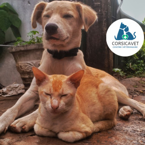 🐾 Stérilisation chez la chienne et la chatte