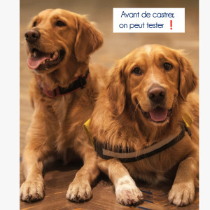 🐾 Implant CONTRACEPTIF chez le chien mâle