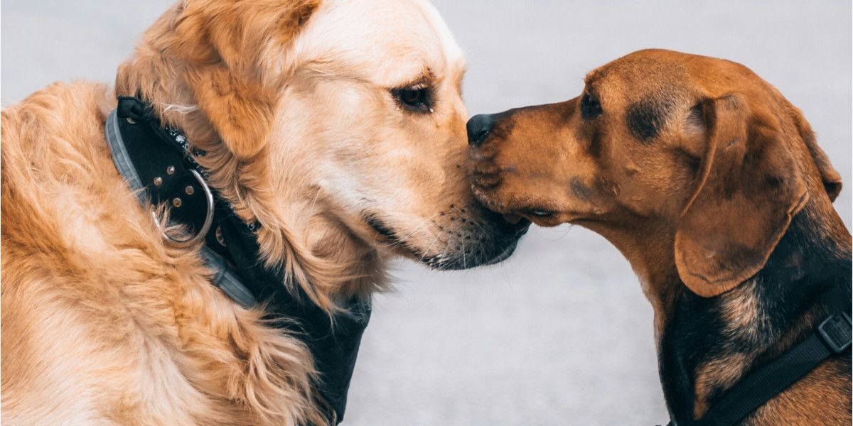 🐾 Implant CONTRACEPTIF chez le chien mâle