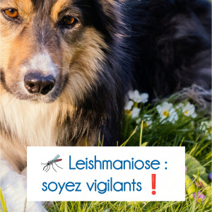 🦟 Leishmaniose : Maladie du moustique