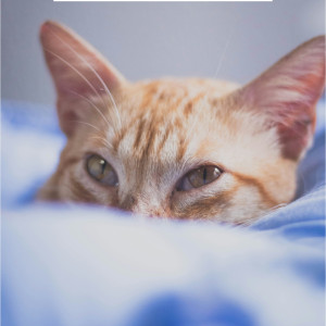 🐾 Hypertension Féline 🩺