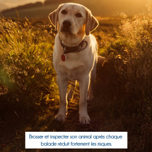 🌾 Les épillets sont de retour