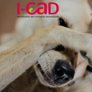 🩺 🐾 L'identification animal est obligatoire en France 🇫🇷