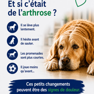 🦴 L’arthrose chez le chien 🩺