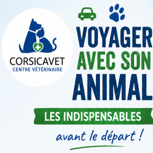 🧳 Voyager avec son animal de compagnie ✈️