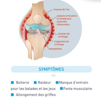 L'arthrose.... qu'est ce que c'est??