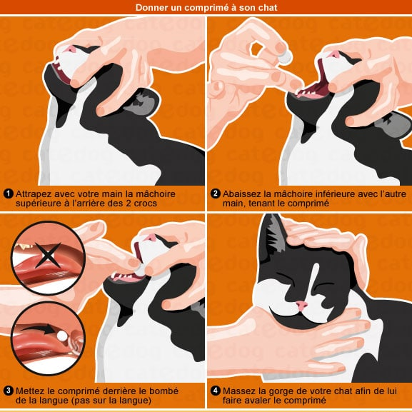 Comment donner des médicaments à mon chat...