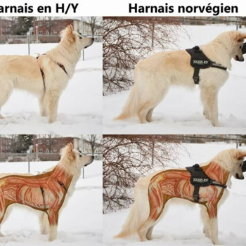 Quel type de harnais choisir?