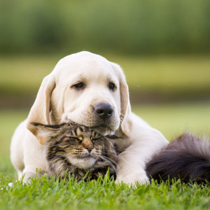 Pourquoi vermifuger mon animal ?