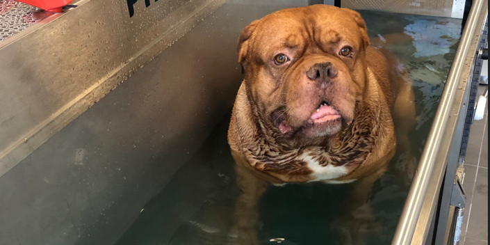 Quels sont les bienfaits de la Physiothérapie pour les chiens âgés ?