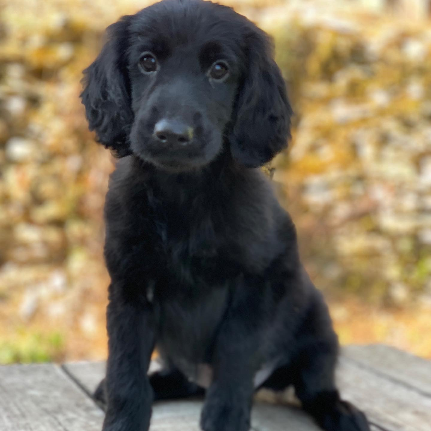 Accueillir un chiot 🐶❤️🥳