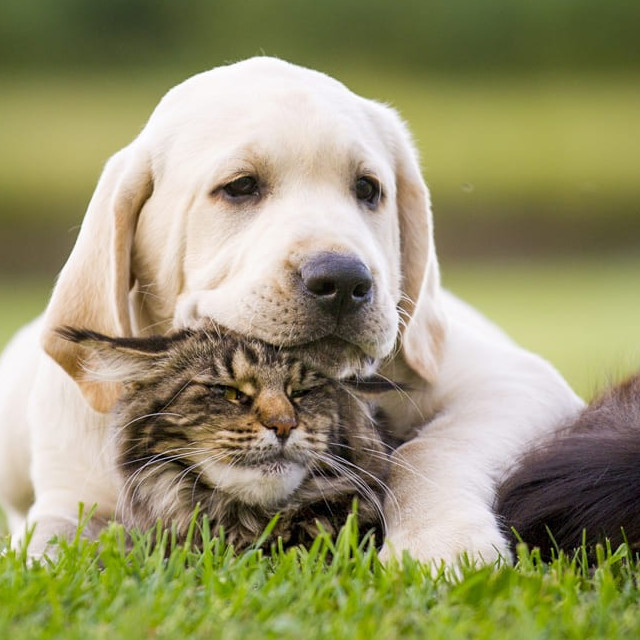 Visites des animaux hospitalisés