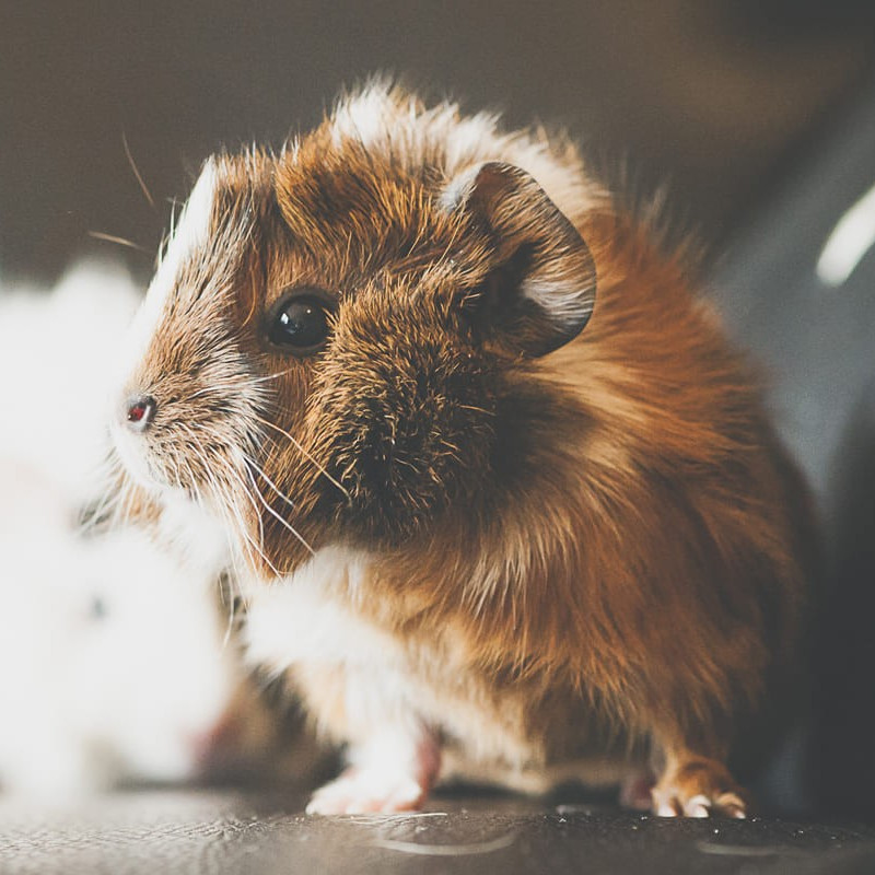 Consultation animaux de compagnie sur rendez-vous