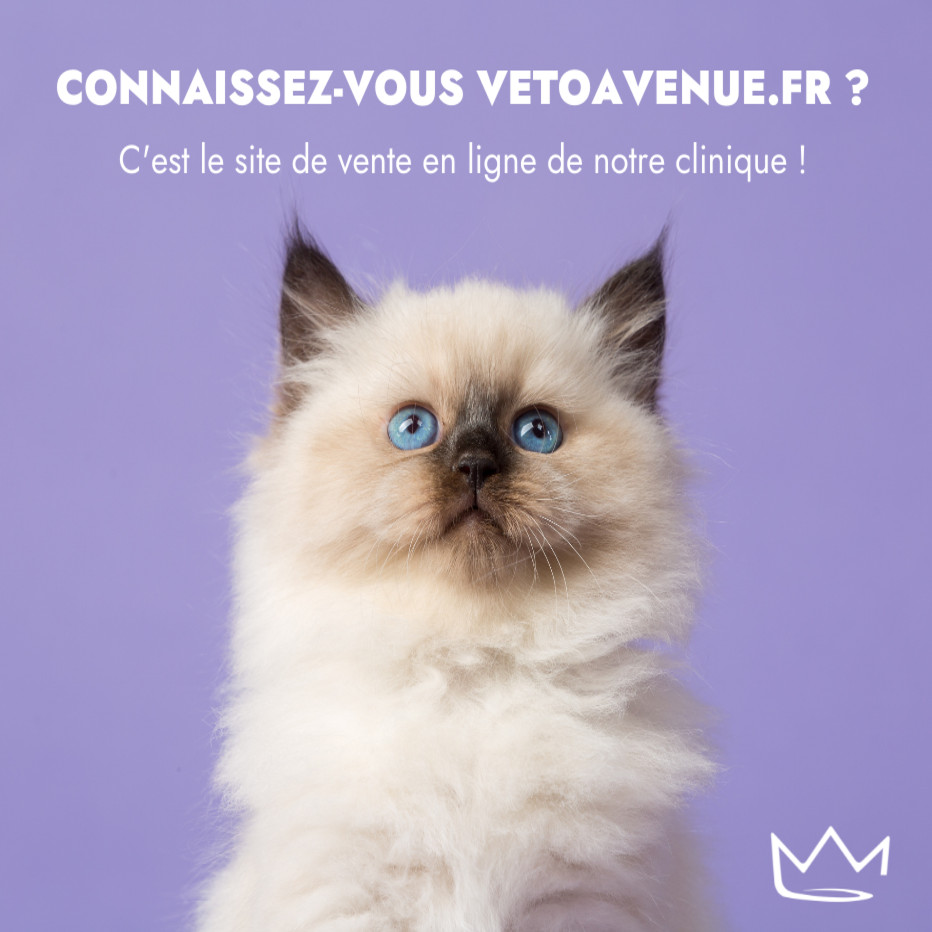 VETOAVENUE : notre boutique en ligne !