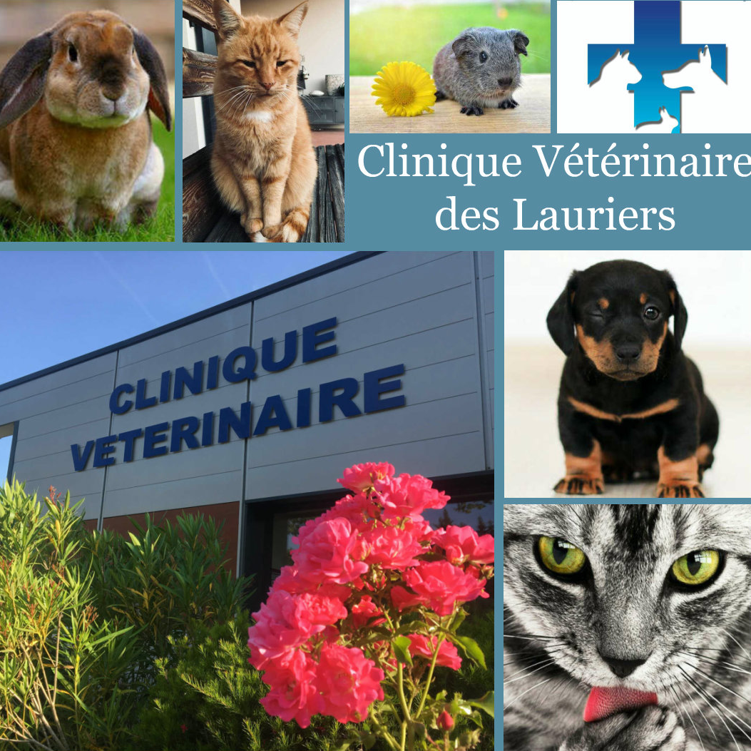 Bienvenue à la Clinique Vétérinaire des Lauriers ! 🐾🌿