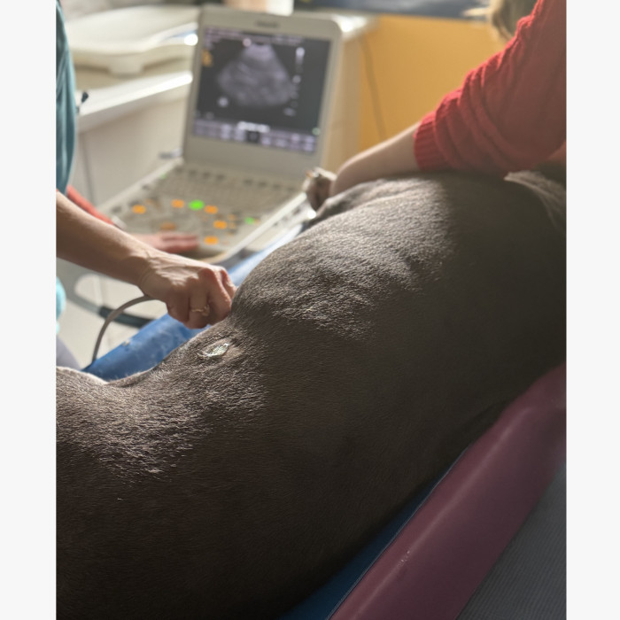 Imagerie médicale