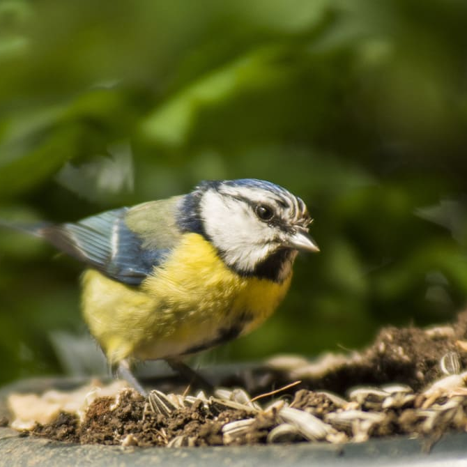 Bienvenue sur le site du cabinet Vétérinaire du Mont des Oiseaux !