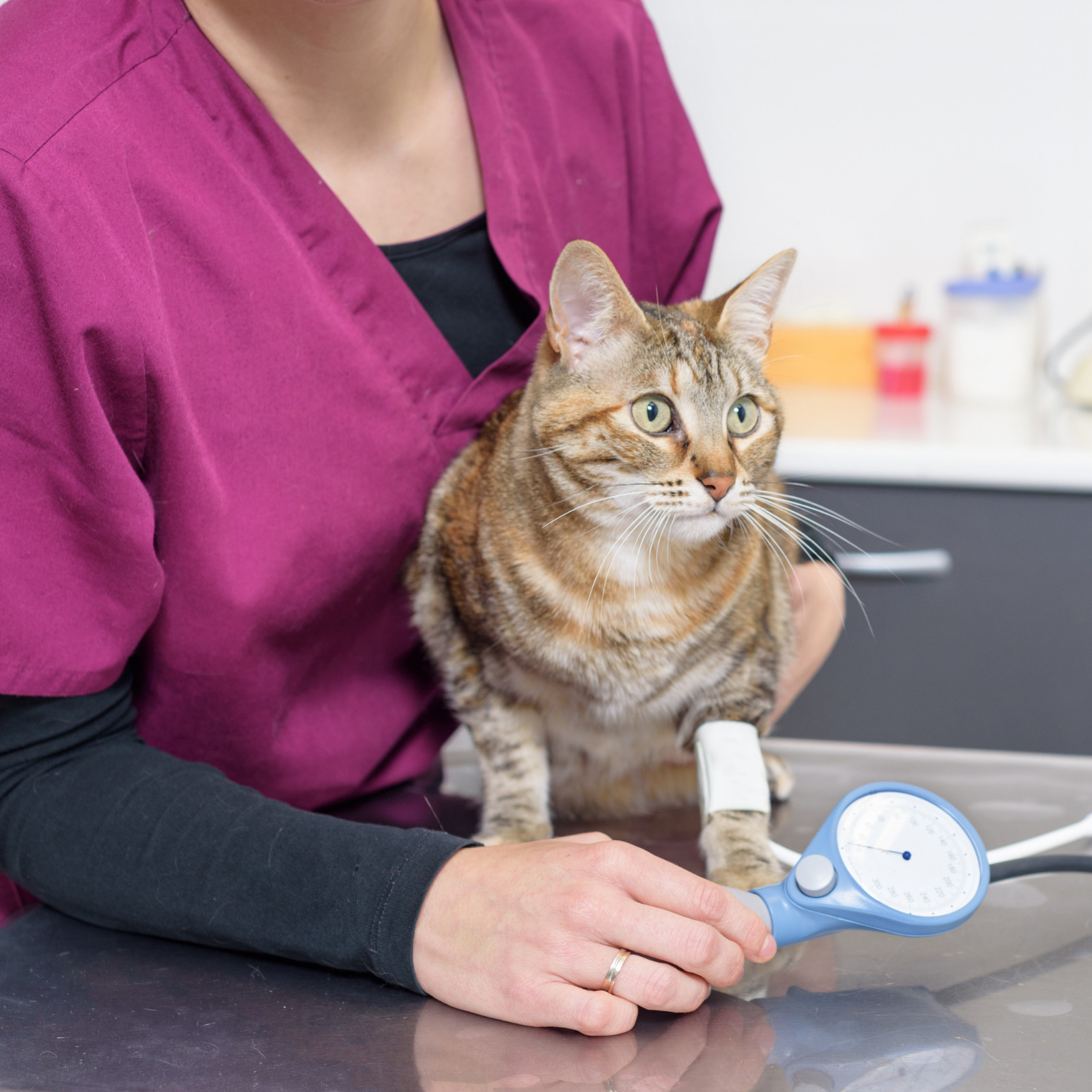 UNE EQUIPE SOIGNANTE AU SERVICE DE LA SANTE ET DU BIEN-ÊTRE DE VOTRE ANIMAL